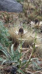 100214_Paso_de_Cortes 080
